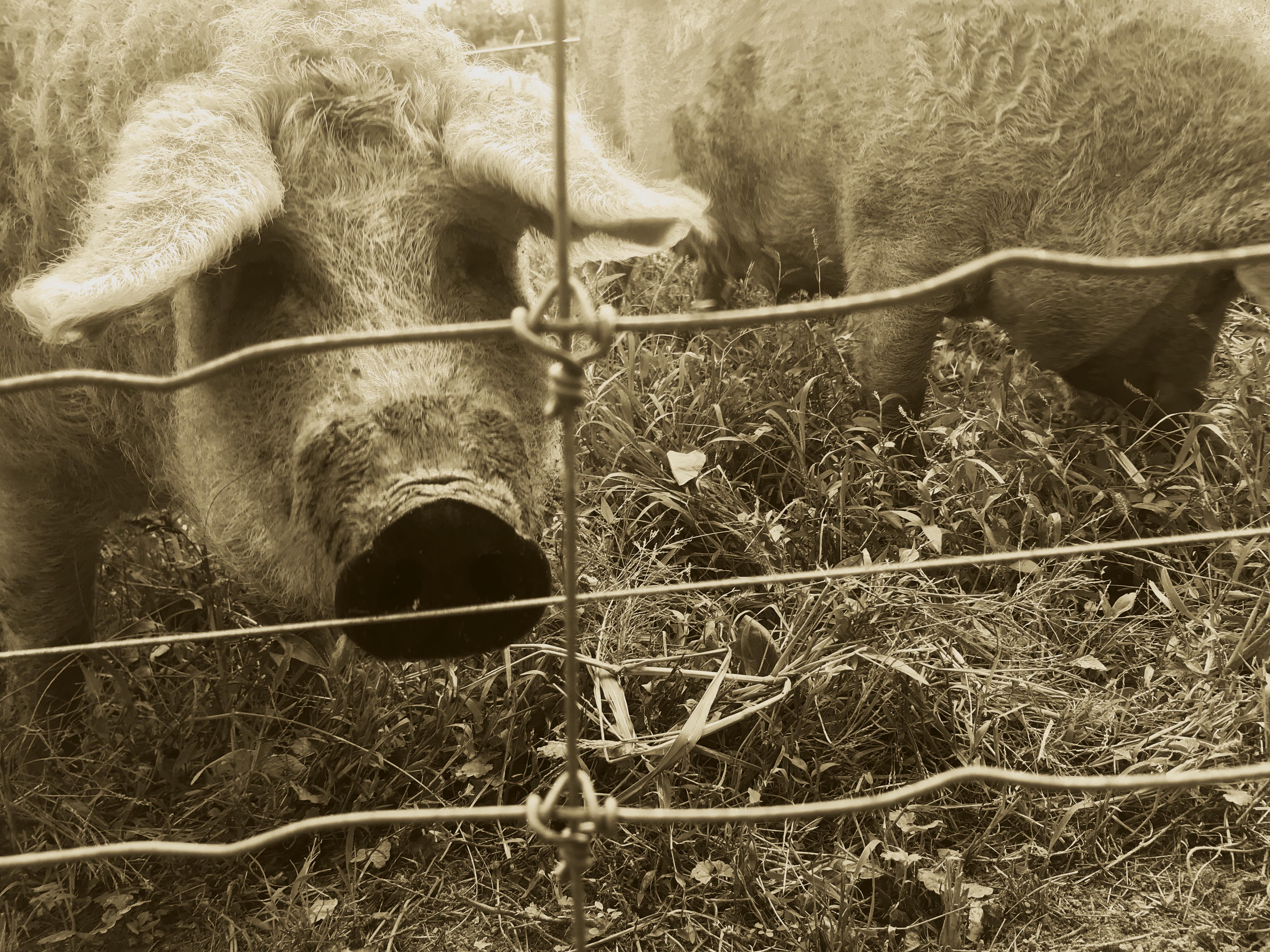 Mangalitsa Pork