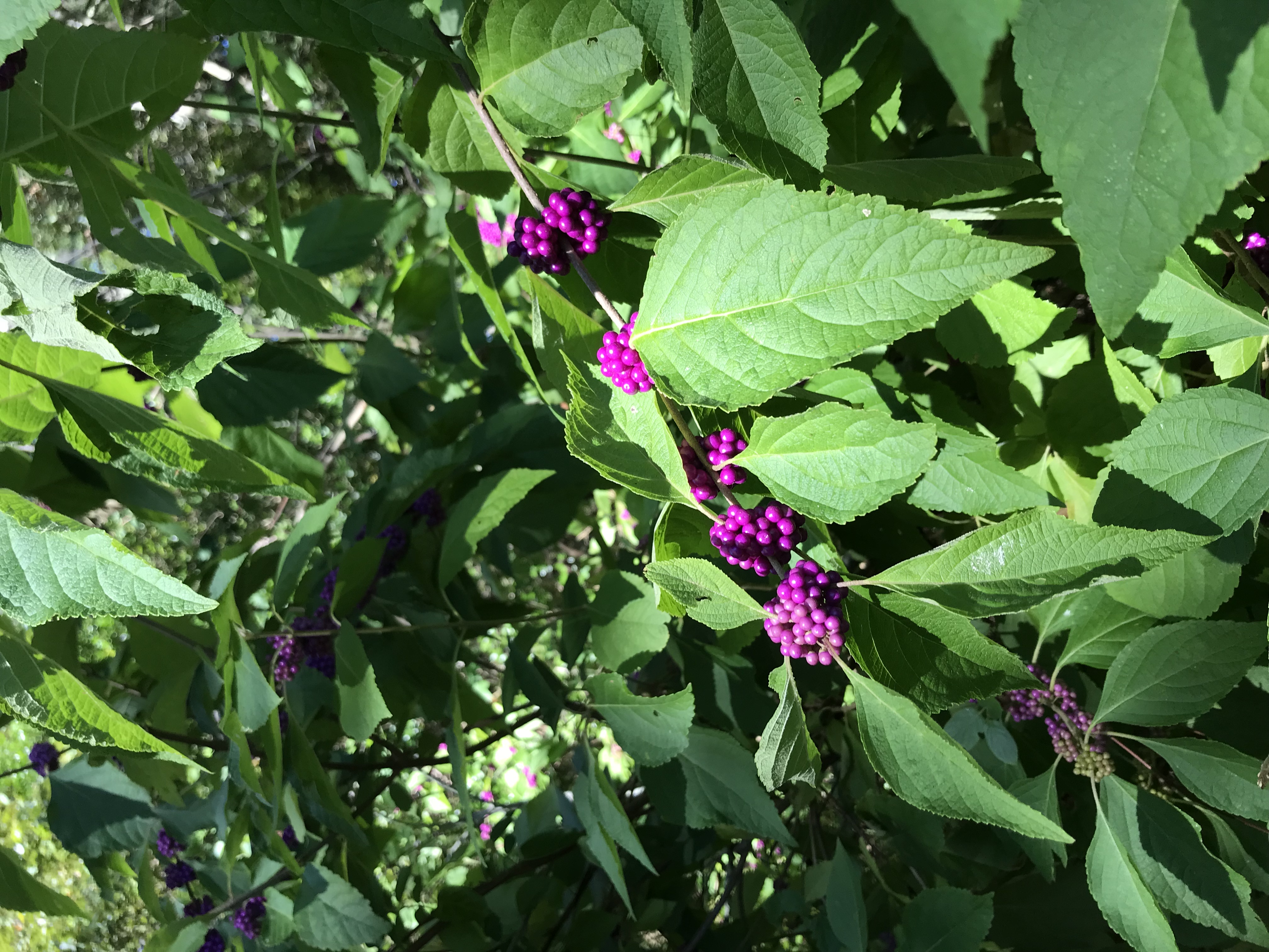 American Beautyberry